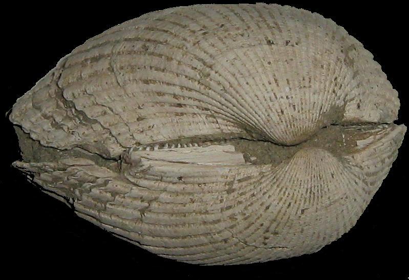 Anadara pectinata (Brocchi, 1814) pliocene Toscana